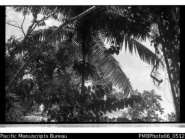 Betel Nut palm