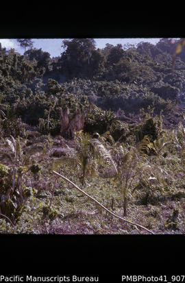 New coconut planting near Buala village, Santa Ysabel
