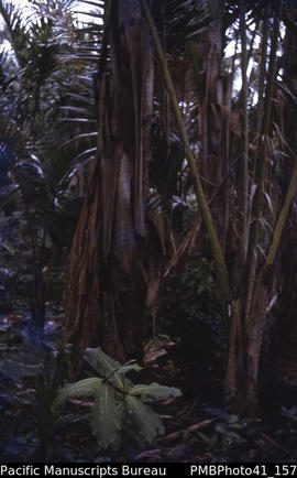 'Ivory nut palm [or young sago palm?], Guadalcanal'