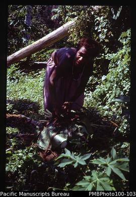 "Woman bagging up yams, Tinahulu river, Guadalcanal"