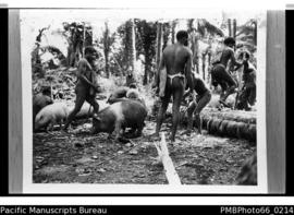 Pigs being led to slaughter