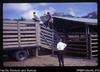Loading after cattle sale, at Showgrounds (c. [about] 60 pounds/head)