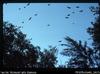 Flying foxes, Madang (near Coastwatcher Lighthouse)