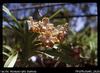 Uni [University of Papua New Guinea] orchid gardens
