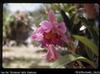 Uni [University of Papua New Guinea] orchid gardens