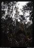 Stump of tree JRB [John Russell Black] climbed Kaiap lodge
