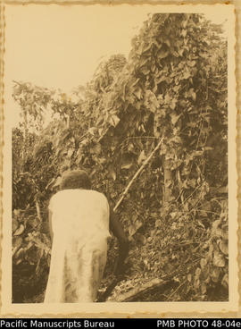 Mrs Bombala harvesting yams, Guadalcanal