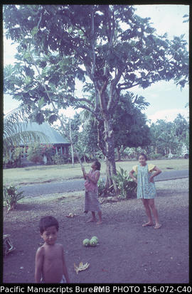 Collecting breadfruit, Upolu, Samoa