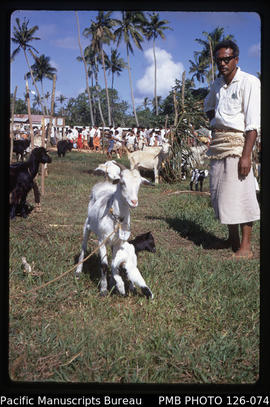 'A winning goat and kid, with Tongan onlooker, Tonga'
