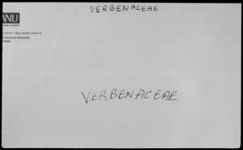 Verbenaceae. See also, Gesneriaceae.