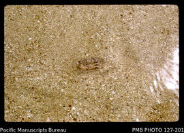 'Olive Shell burrowing into sand, Pangaimotu Island north of Nuku'alofa, Tonga'