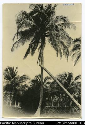 Coconut Planation on Tangoa