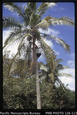 'Coconut palm with stick insect damage to leaves with Edward Mafi, Tonga'