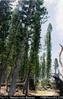 Isle of Pines, Kuto  Araucaria columnaris