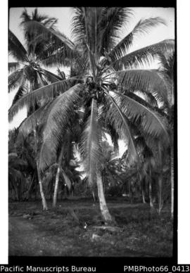 North coast coconut plantation