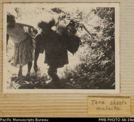 Women carrying taro shoots for planting, Malaita