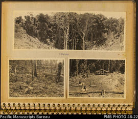 Photograph album, page 20: Mixed gardening, Tavioa, Honiara