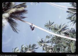 'Climbing a coconut tree at Vori, Ranonnga Island'