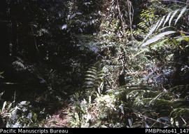 'Ferns near Valehaime, Guadalcanal, 1000m elevation'