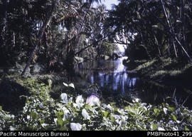 'River near Tambea, Guadalcanal West'