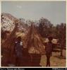 East New Britain house.  One of many traditional houses built 1/2 size at Teachers College for Na...