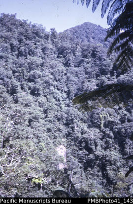 'Bush, Mt Gallego, Guadalcanal'