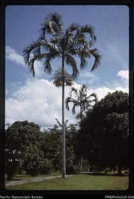 'Typical features of trees of the palm family, near Kira Kira, Makira'
