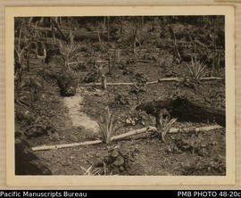 Pineapple and sweet potato Garden, Kobito, Guadalcanal