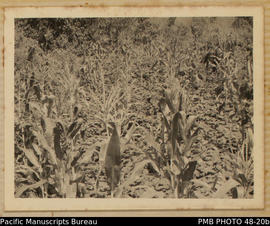 Corns planted among sweet potato, Kobito, Guadalcanal