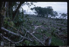 'Forest cleared from an area of coastal strip, between Kukutin and Ararike villages, Wagina Island'