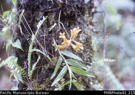 'Orange orchid, Mt Popomanisiu, Guadalcanal'