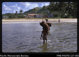 'Carrying copra out to punts standing off the beach at Mualevu village, Fiji'