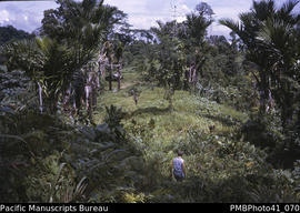 'Garden in Valehaiae, Guadalcanal'