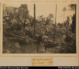 Taro and bananas, north east Guadalcanal