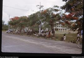 'Flame trees and Saturday morning market along Mendana Ave, Honiara'