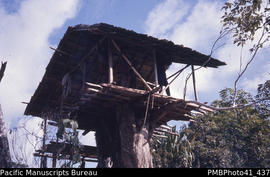 Tree house (single men) Tailoa, Baeguu, Malaita