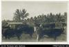 Postcard view of cattle with buildings in background. Written on back in pencil: 'Solomon islands...