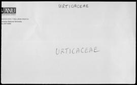 Urticaceae