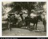 Larger format photograph of two European women in a horse-drawn carriage with male passenger in b...