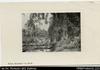 View of forest and stream with three men standing on a log bridge (postcard). Written on front: '...