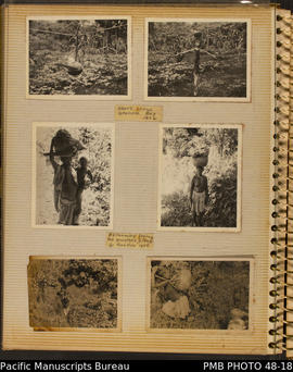 Photograph album, page 16: Itina's gardens, Graciosa Bay, Santa Cruz