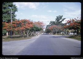'Mendana Avenue with flame trees, Honiara'