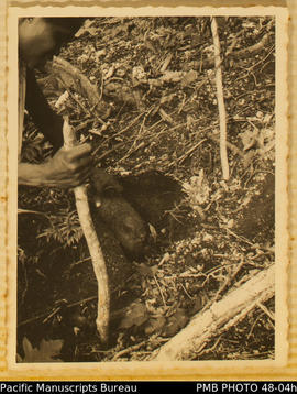 Mrs Bombala using a stick to harvest a yam, Guadalcanal