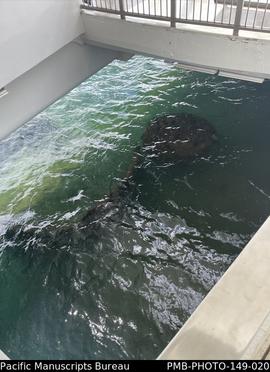 USS Arizona’s wreckage, USS Arizona Memorial, Pearl Harbor, Oahu