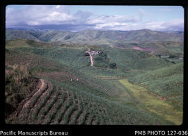 'Contour planting of rice with sugar cane, Sigatoka Valley, Fiji'