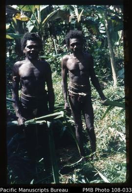 Two small nambas bushmen in their garden, inland south west Malekula