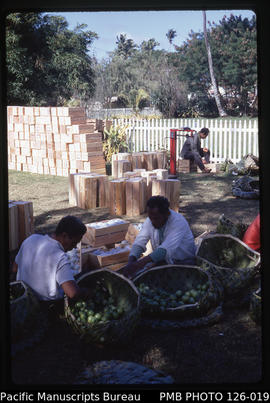 'Weighing and packing of tomatoes at Nuku'alofa for export to New Zealand, Tonga'