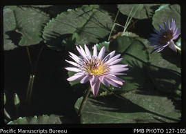 'Closeup view of a water lily flower, Fiji'