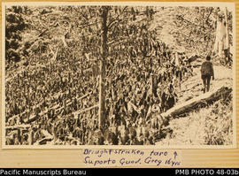 Greg Tedder in a drought stricken taro garden, Suparto, Guadalcanal