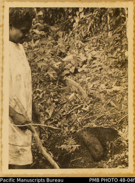 Mrs Bombala harvesting yams with a stick, Guadalcanal